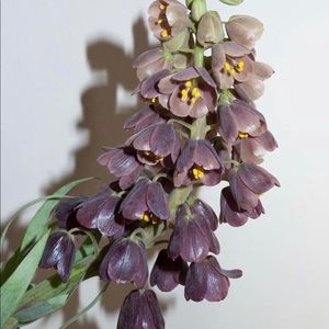 Meet your Posher, Rusudan